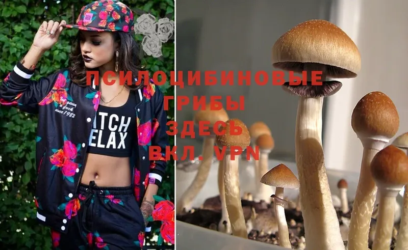 где найти   Нижние Серги  Псилоцибиновые грибы Psilocybine cubensis 